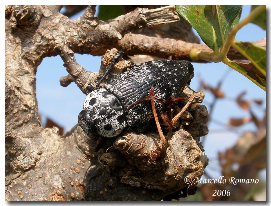 Confronti: Capnodis cariosa e C. tenebrionis (Buprestidae)
